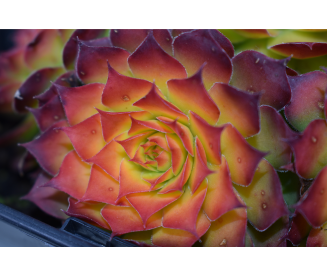 SEMPERVIVUM CHICK CHARMS GOLD NUGGET