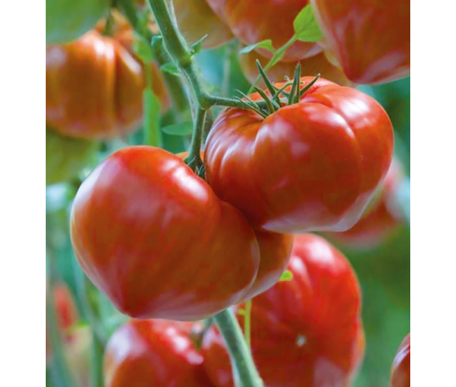 TOMATE CAURALINA