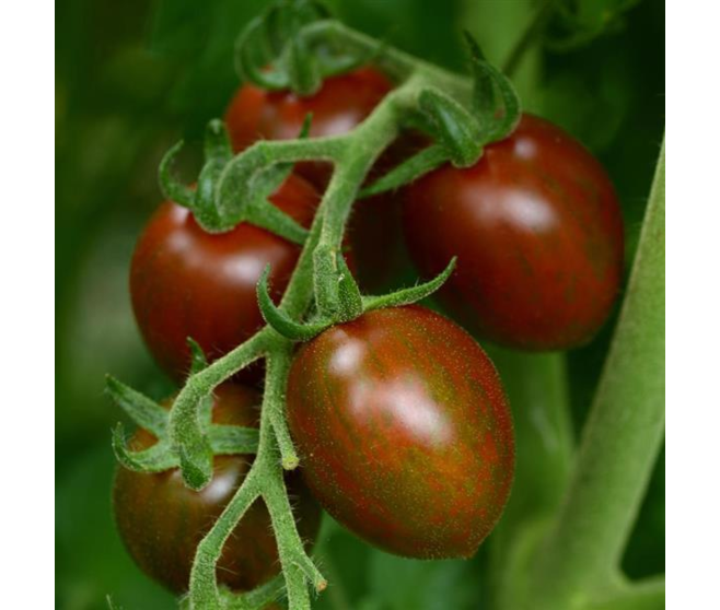 TOMATE CERISE SUNCHOCOLA