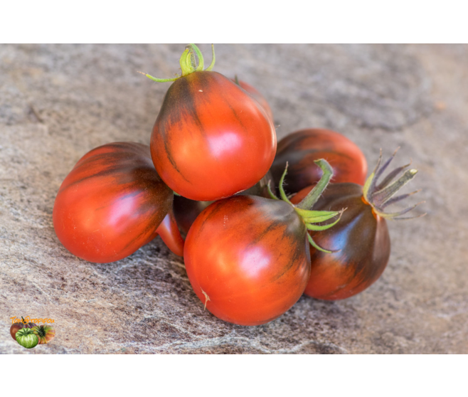 TOMATE CERISE BLUE PEAR