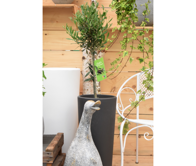 OLEA EUROPEA TIGE