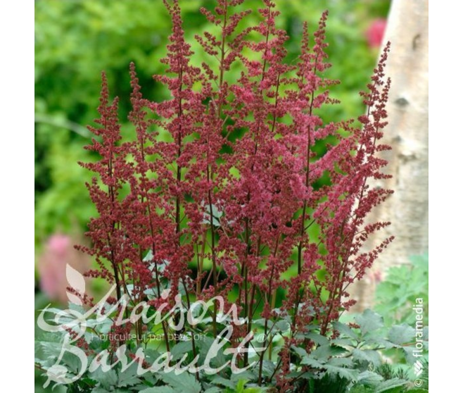 ASTILBE ROUGE