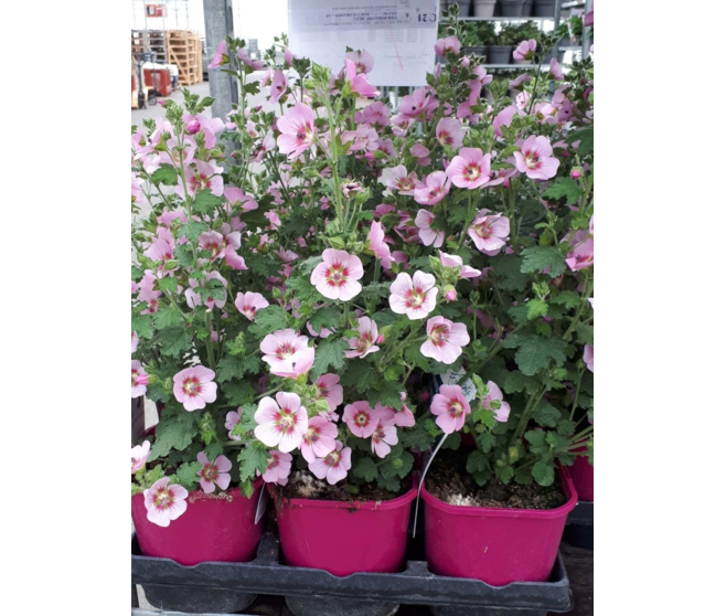 ANISODONTEA