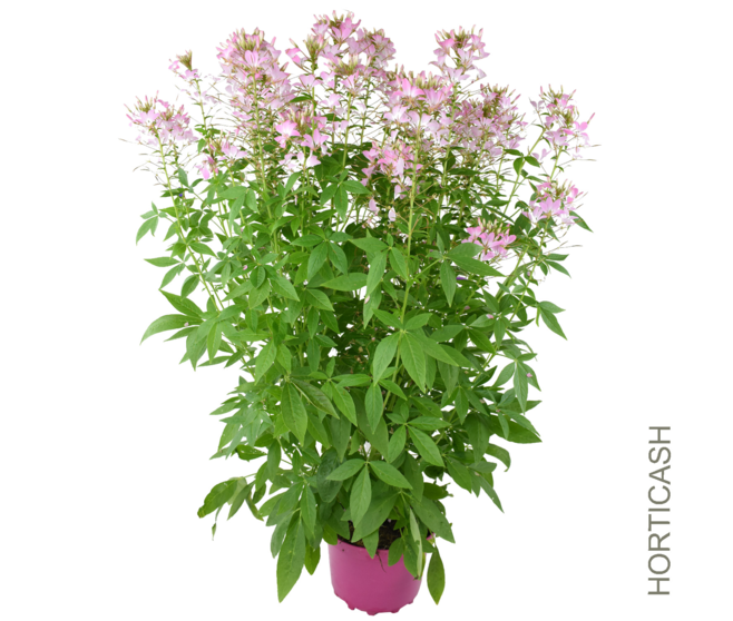 CLEOME VARIES
