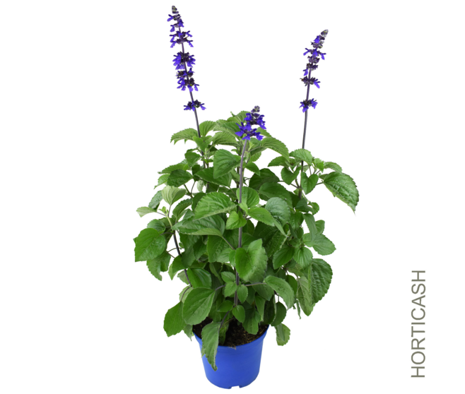 SAUGE BLEUE