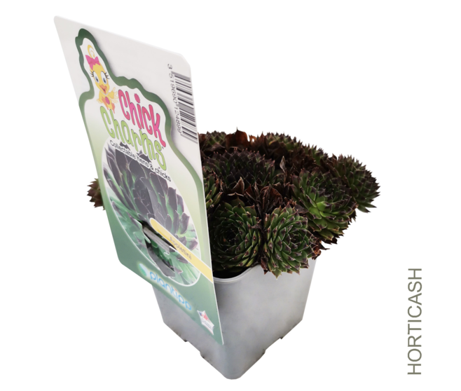 SEMPERVIVUM CHICK CHARMS APPLETINI