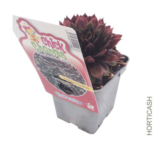 SEMPERVIVUM CHICK CHARMS COCKTAIL