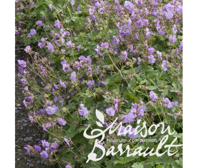 GERANIUM CANTABRIGIENSE CAMBRIDGE