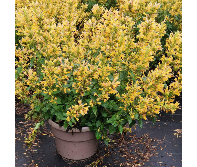AGASTACHE KUDOS YELLOW