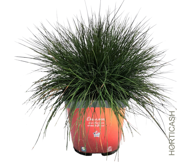 FESTUCA GLAUCA SUNRISE