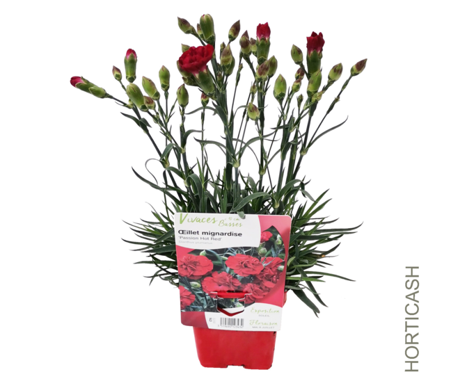 OEILLET PLUMARIUS PASSION HOT RED