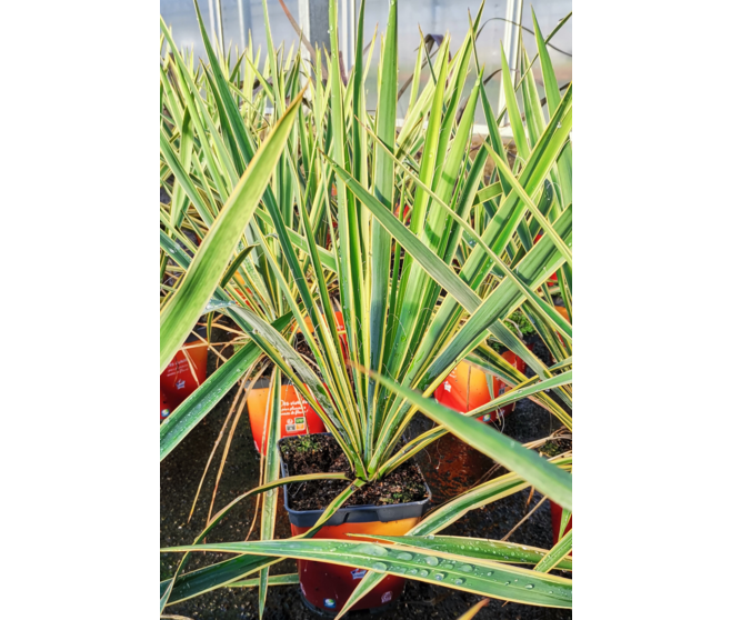 YUCCA FILAMANTOSA BRIGHT EDGE