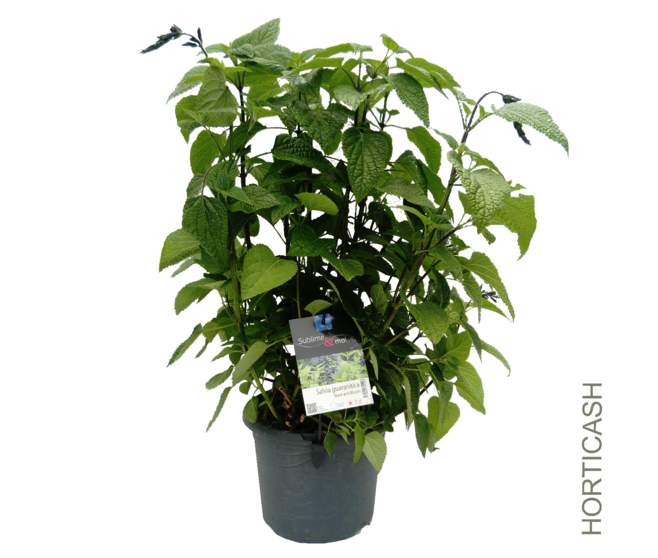 SAUGE GUARANITICA BLACK AND BLOOM