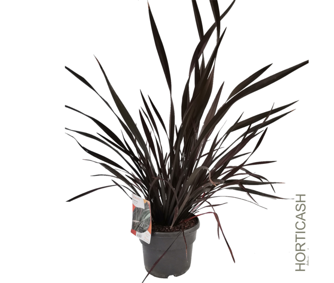PHORMIUM TENAX PLATT S BLACK