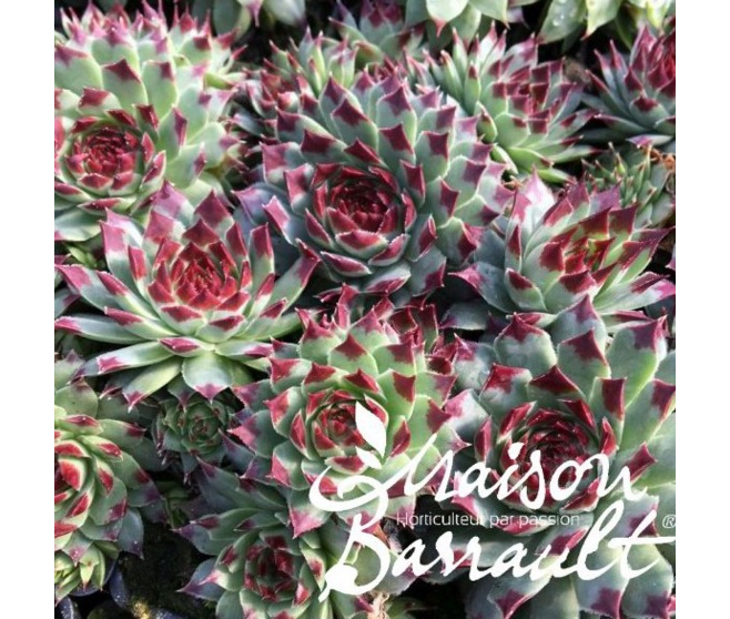 SEMPERVIVUM CHICK CHARMS MINT MARVEL