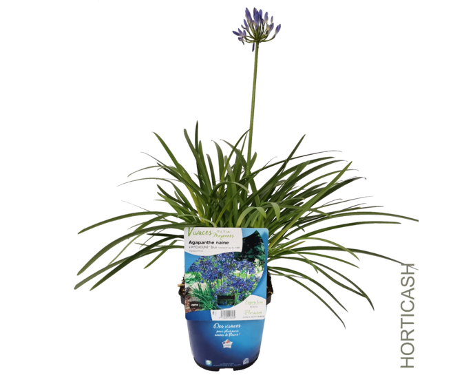 AGAPANTHE AFRICANUS PITCHOUNE
