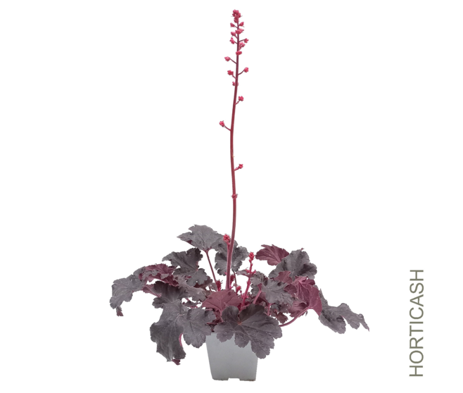 HEUCHERA TIMELESS NIGHT