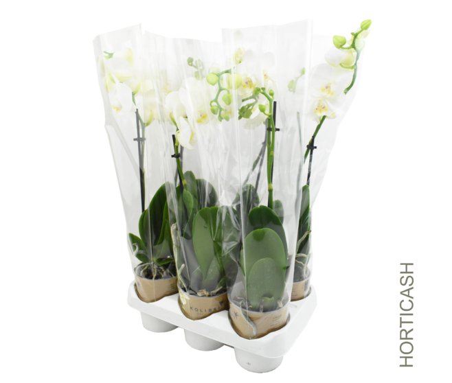 PHALAENOPSIS 1BR BLANC