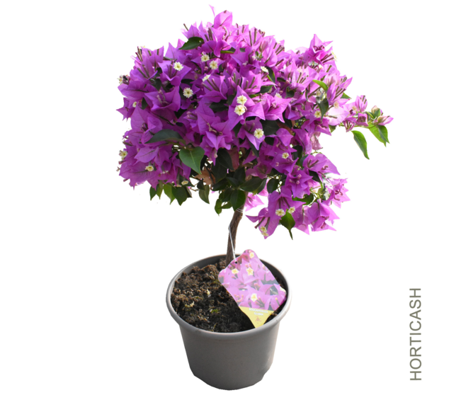 BOUGAINVILLIER VIOLET TIGE