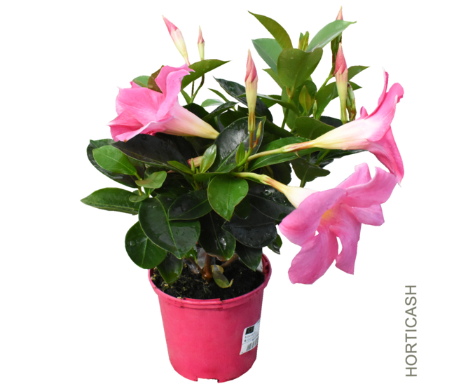 DIPLADENIA COLLECTION P COLORE