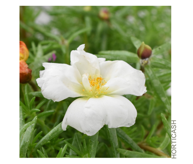PORTULACA POURPIER BQ10