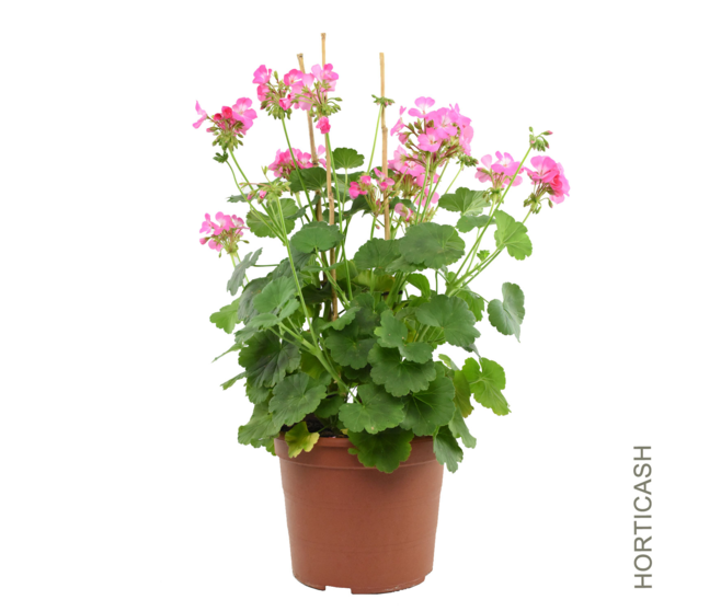 GERANIUM ANTIK
