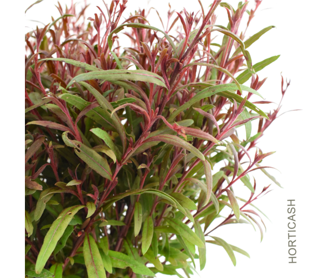 GAURA LINDHEIMERI