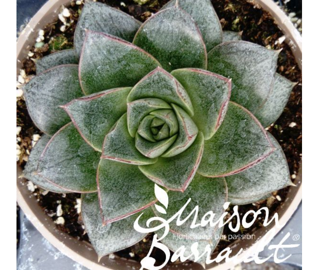 ECHEVERIA PURPUREUM