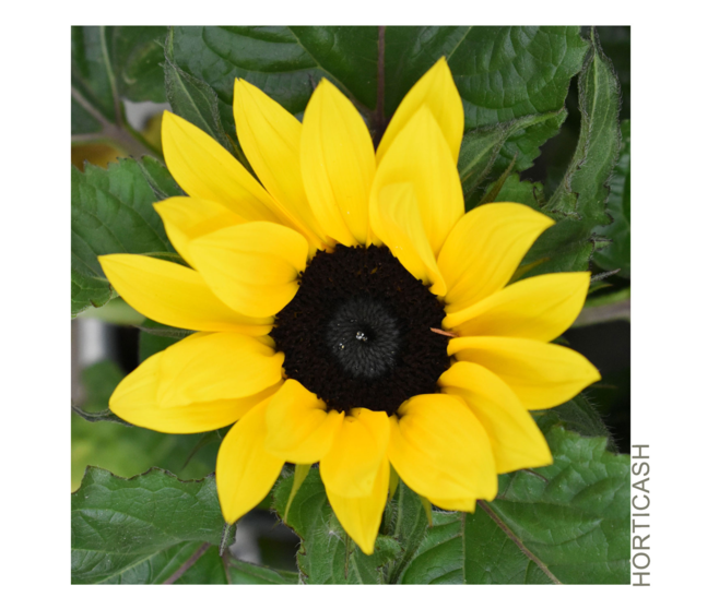 HELIANTHUS SUNSATION