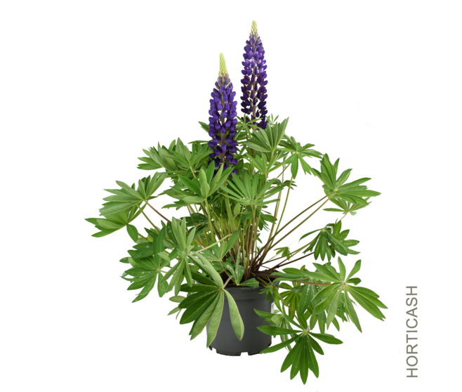 LUPIN