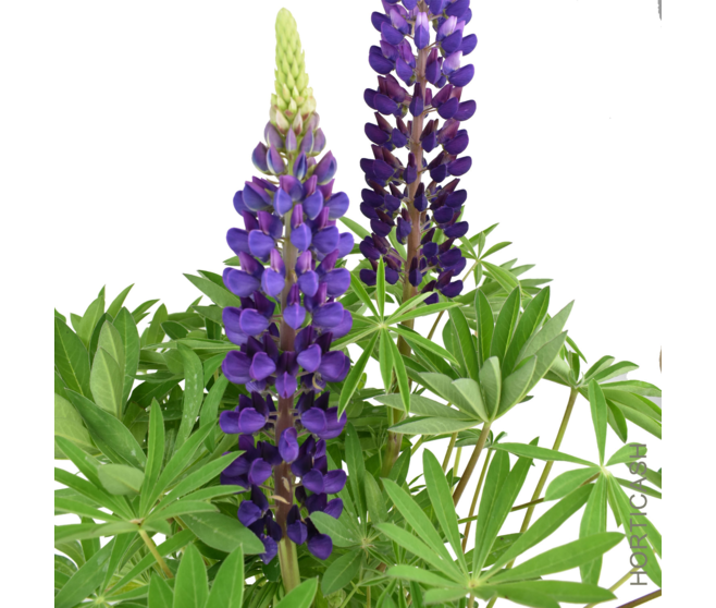 LUPIN