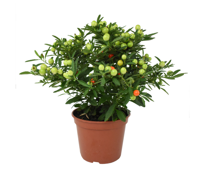 SOLANUM THORINO