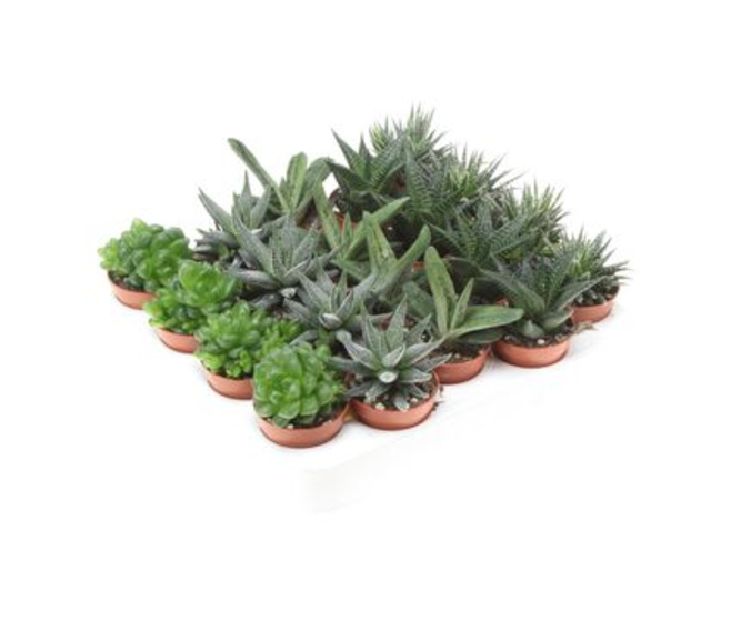 ALOE VARIES