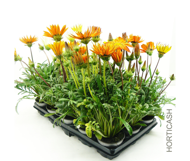 GAZANIA VARIE