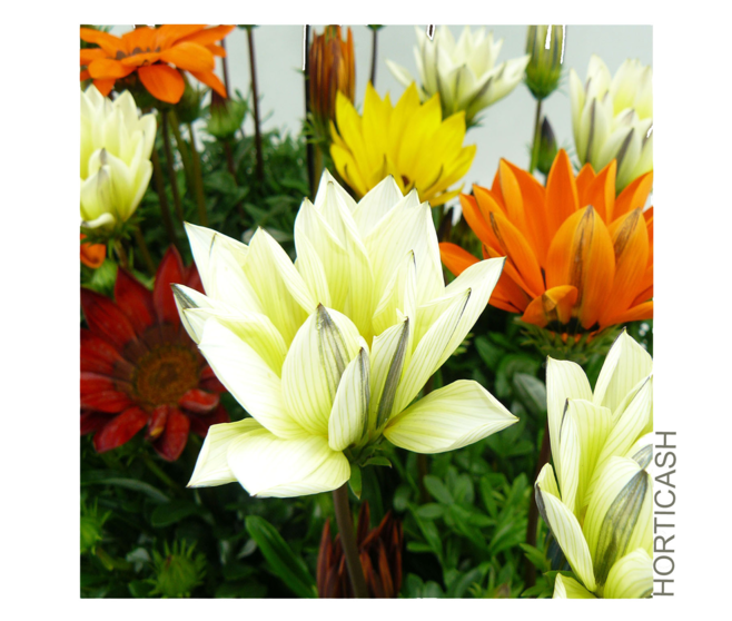 GAZANIA VARIE