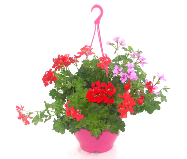 GERANIUM LIERRE DBLE SUSP