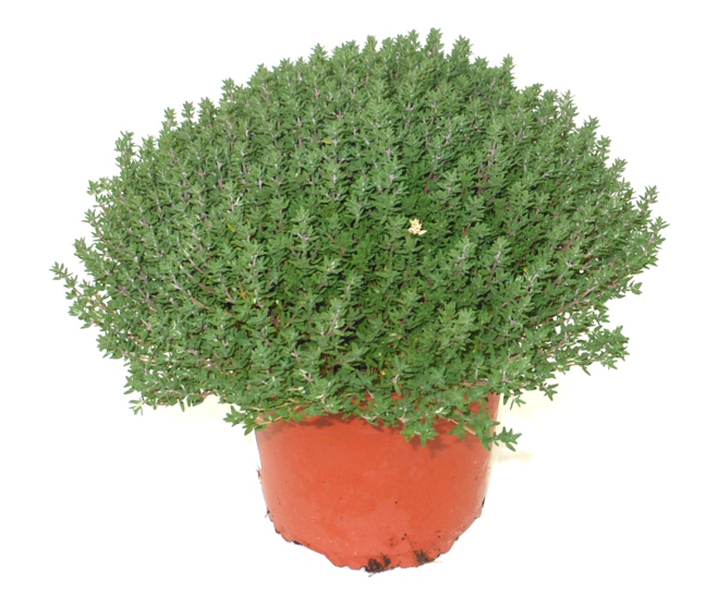 THYM CITRON