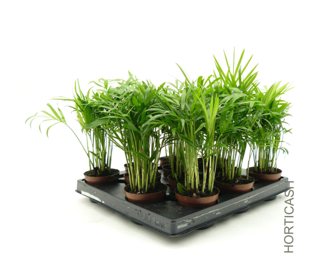 CHAMAEDOREA ELEGANS