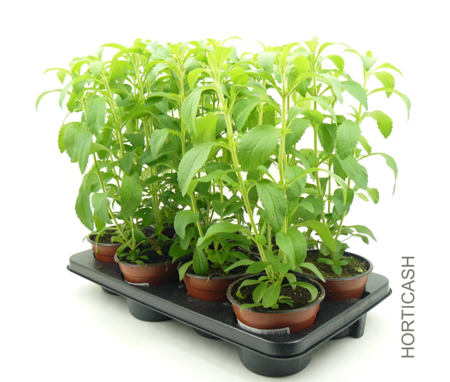 STEVIA