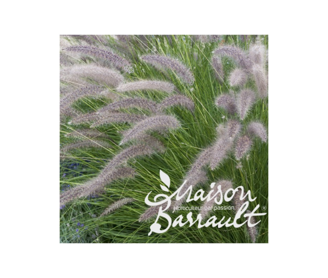 PENNISETUM