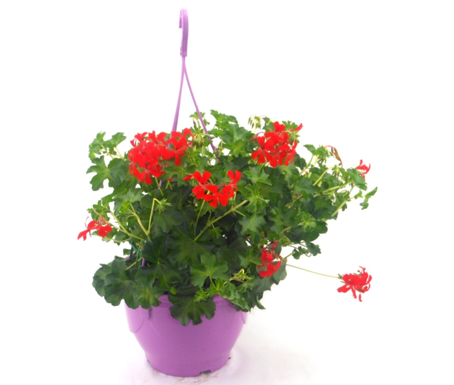 GERANIUM LIERRE SIMPLE SUSP