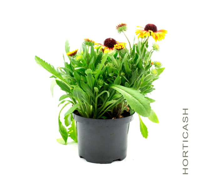 GAILLARDE