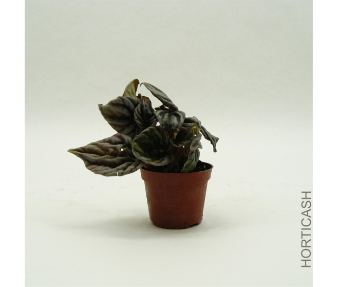 PEPEROMIA CAPERATA