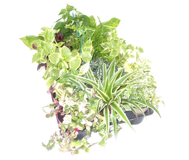 PLANTES VERTES VARIEES P COLORE