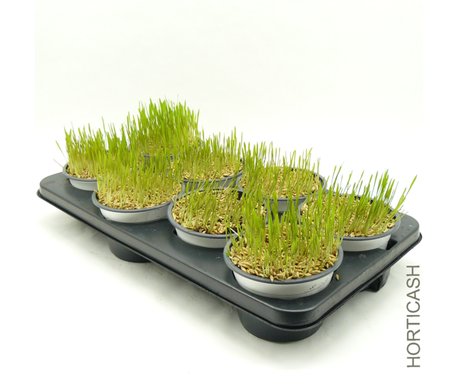 HERBE A CHAT