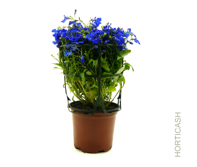 LOBELIA