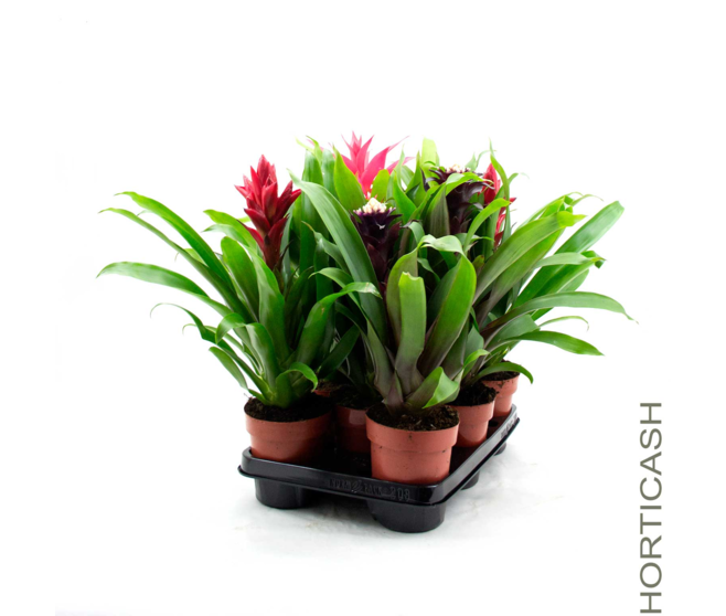 GUZMANIA VARIES
