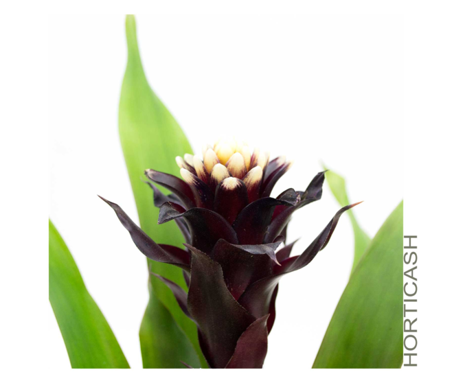 GUZMANIA VARIES