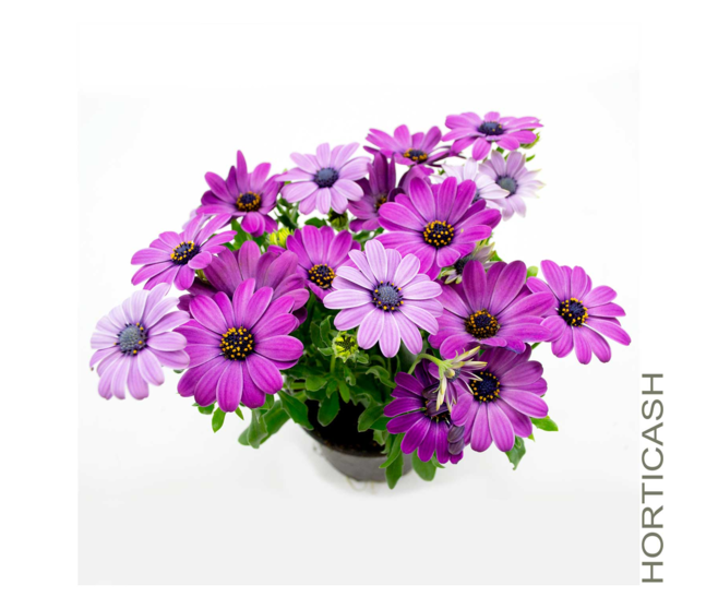 OSTEOSPERMUM VARIES &