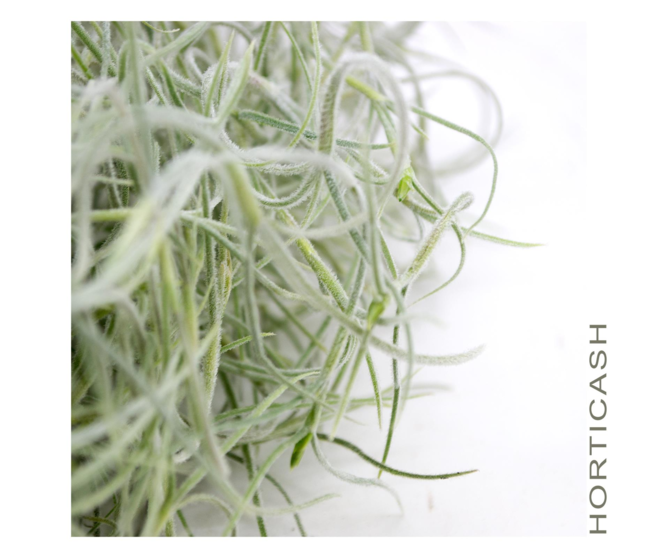 TILLANDSIA USNEOIDES SUSP